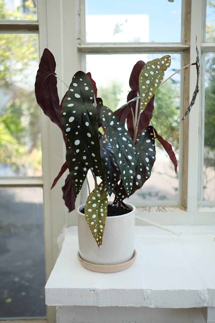 Unique Leaves by Dongli