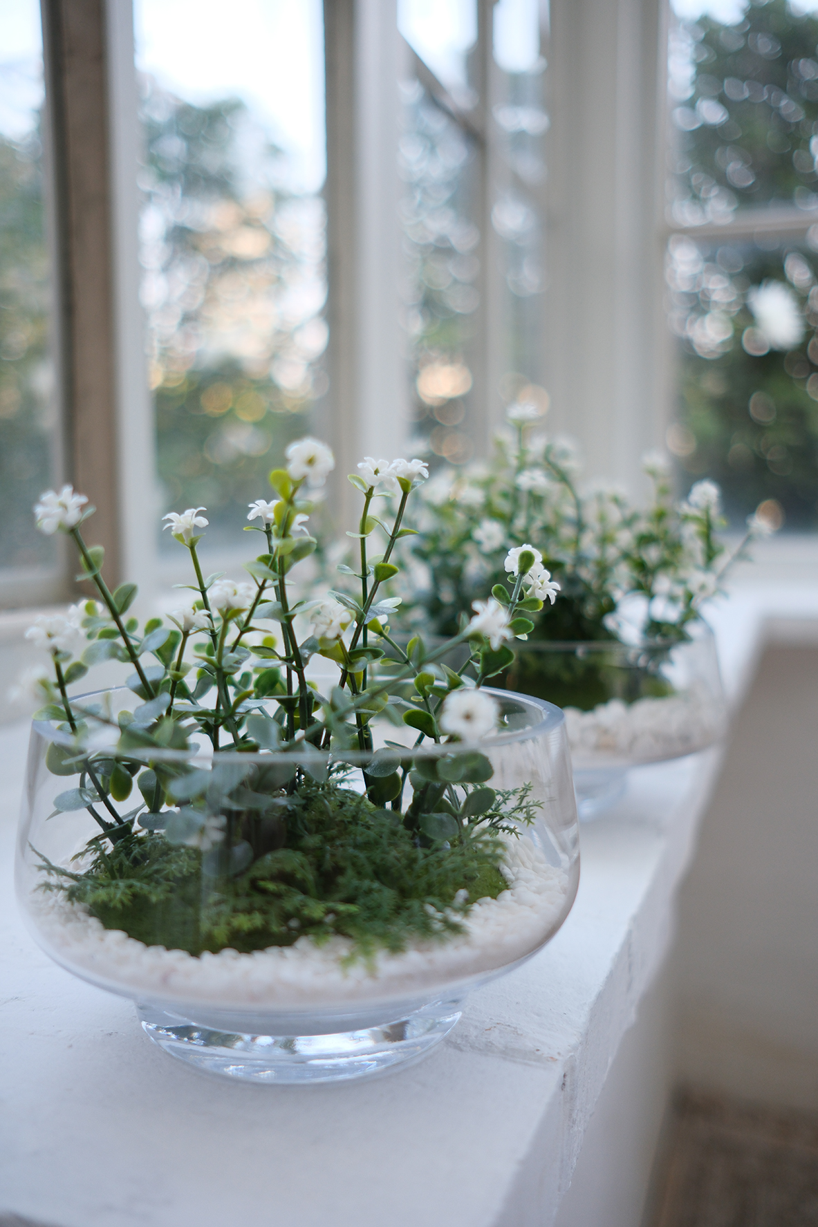 Blooming plants