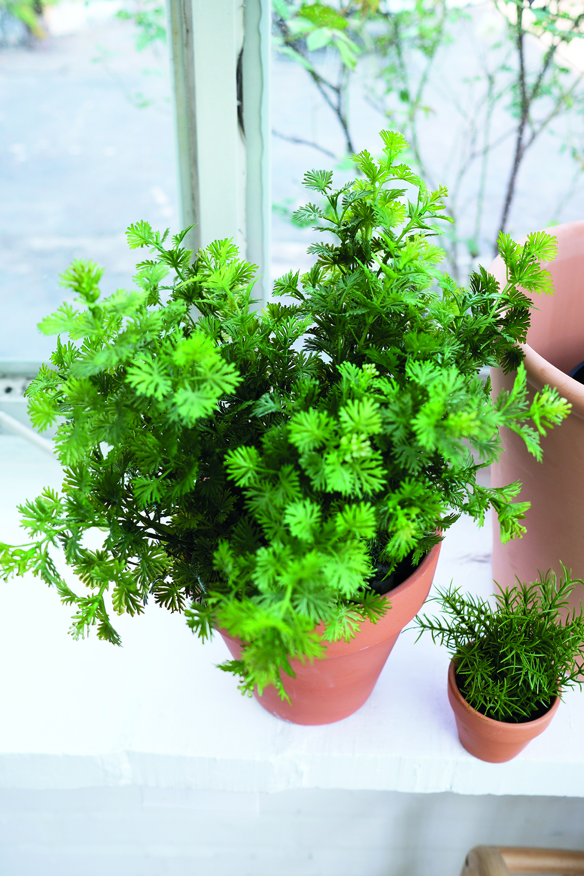 Garden & Herbs