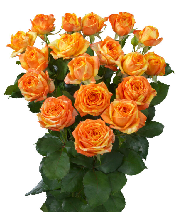 Orange Peps (hr)