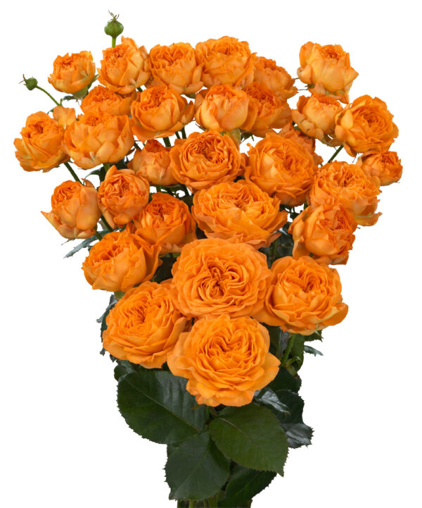 Orange Trendsetter (hr)