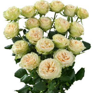 Summerrose